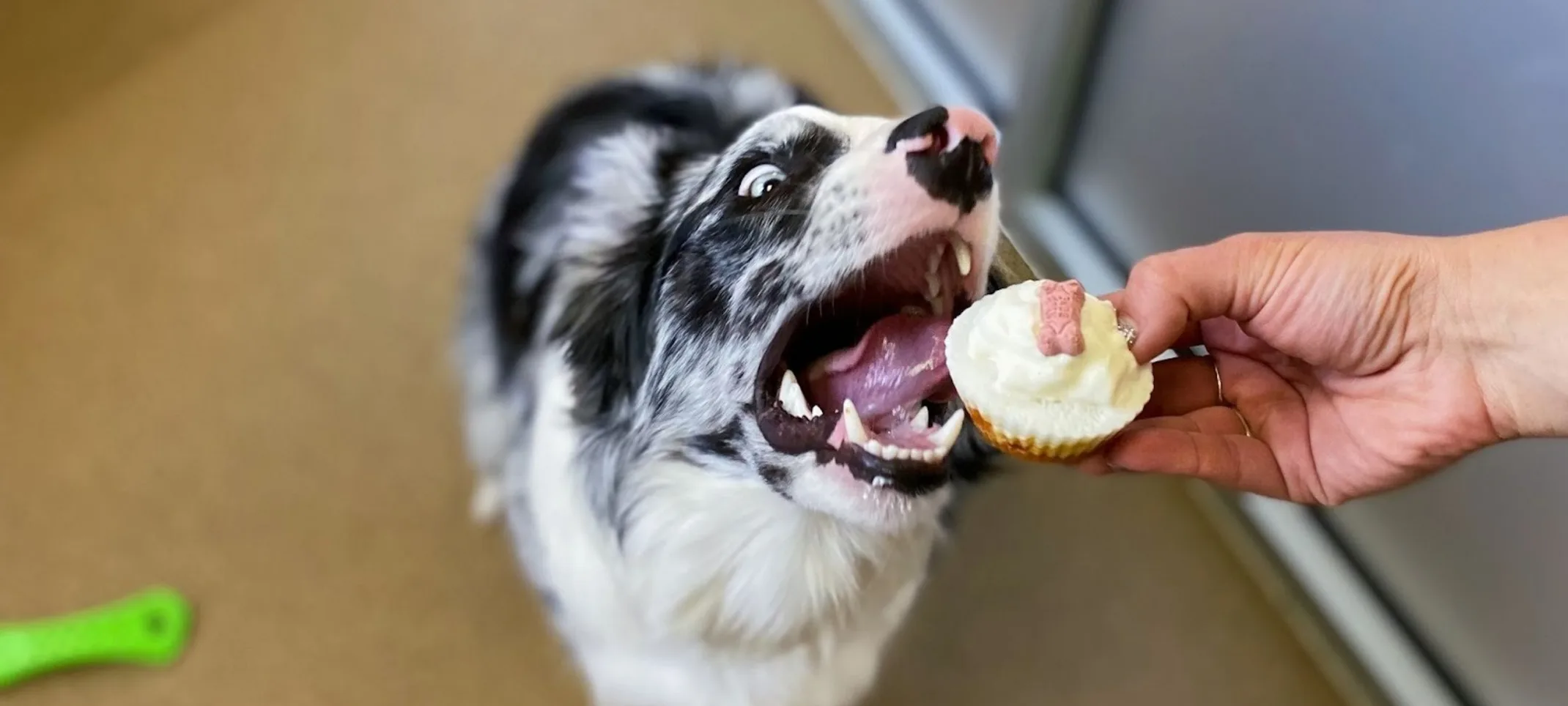 Black and White Dog About to Eat a Puppuccino